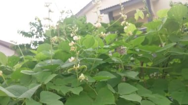 Beyaz labrador sebze asmasına tırmanıyor..