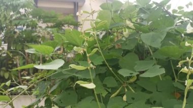 Beyaz labrador sebze asmasına tırmanıyor..