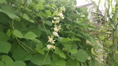 Beyaz labrador sebze asmasına tırmanıyor..