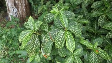 yeşil sanchezia speciosa leonard yapraklı bitki