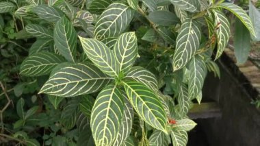 yeşil sanchezia speciosa leonard yapraklı bitki