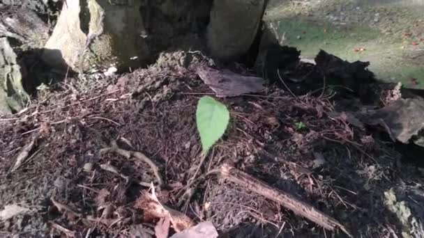 Einzelne Überlebenspflanze Aus Dem Schmutzboden Sprießen — Stockvideo