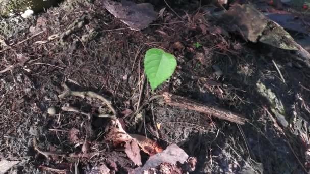 泥地から単生存植物を発芽させ — ストック動画