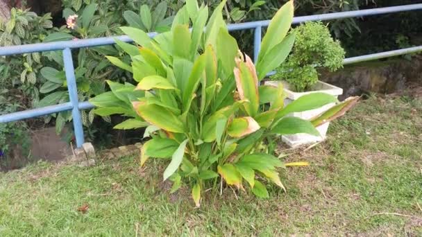 Planta Curcuma Longa Crescendo Beira Estrada — Vídeo de Stock