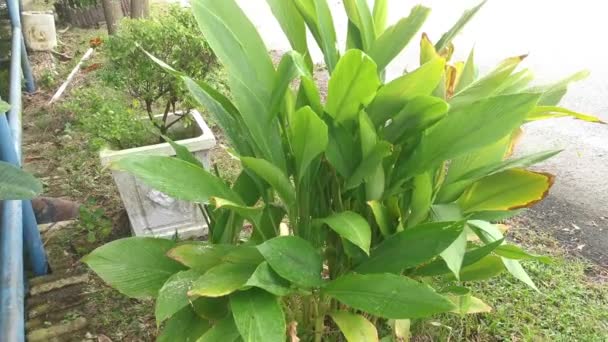 Curcuma Longa Plant Growing Roadside — Stock Video