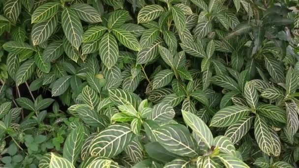 Green Sanchezia Speciosa Leonard Leafy Plant — Stock Video