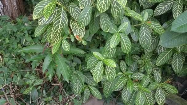 Green Sanchezia Speciosa Leonard Leafy Plant — Stock Video