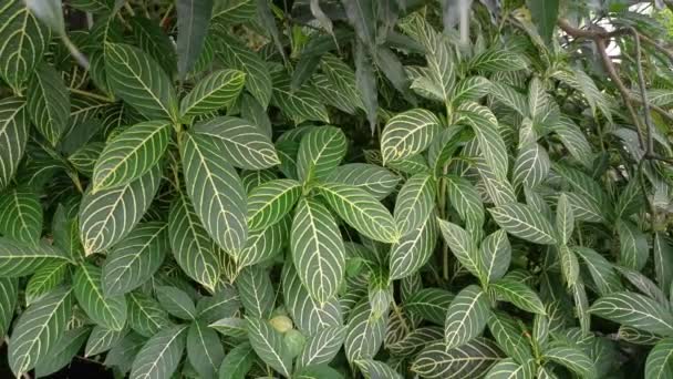 Sanchezia Speciosa Verde Leonard Planta Frondosa — Vídeo de stock