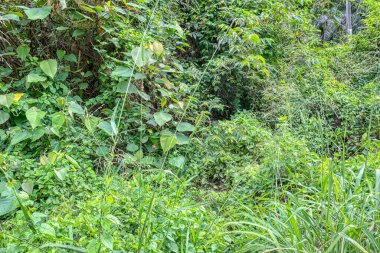 Vahşi gündüz tarlasında çalı bitkileri..