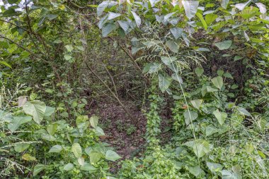 Vahşi gündüz tarlasında çalı bitkileri..