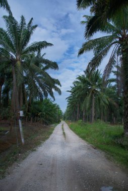 Palmiye yağı tarlasına çakıl yolu