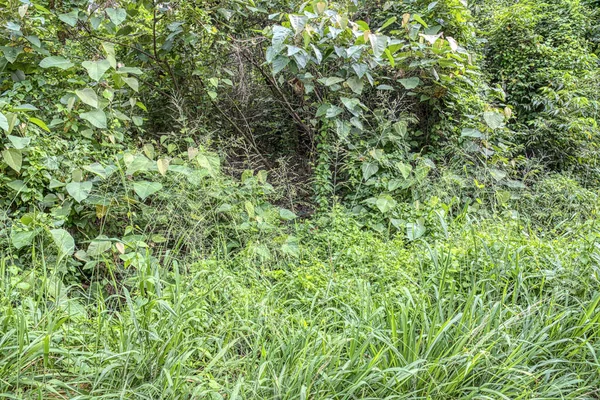 Végétation Luxuriante Buissonnante Dans Champ Jour Sauvage — Photo