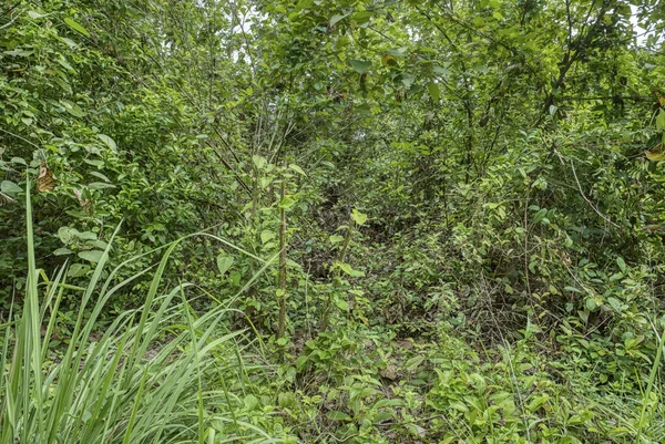 Vegetación Espesa Campo Diurno Salvaje — Foto de Stock