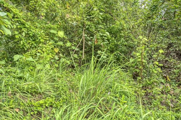 Bushy Overgrowth Vegetation Wild Daytime Field — Stock Photo, Image