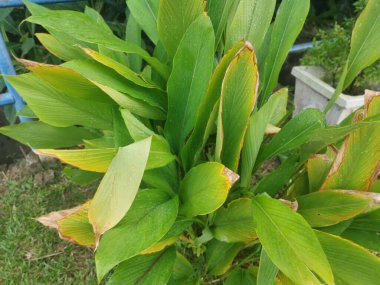 Yol kenarında büyüyen Curcuma longa bitkisi.