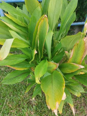 Yol kenarında büyüyen Curcuma longa bitkisi.