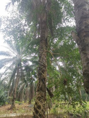 Ficus microcarpa kökü palmiye gövdesinde sürünüyor..