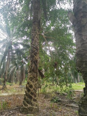 Ficus microcarpa kökü palmiye gövdesinde sürünüyor..