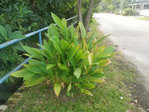 Yol Kenarında Büyüyen Curcuma Longa Bitkisi — Stok fotoğraf