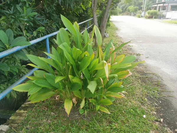 Planta Curcuma Longa Crescendo Beira Estrada — Fotografia de Stock