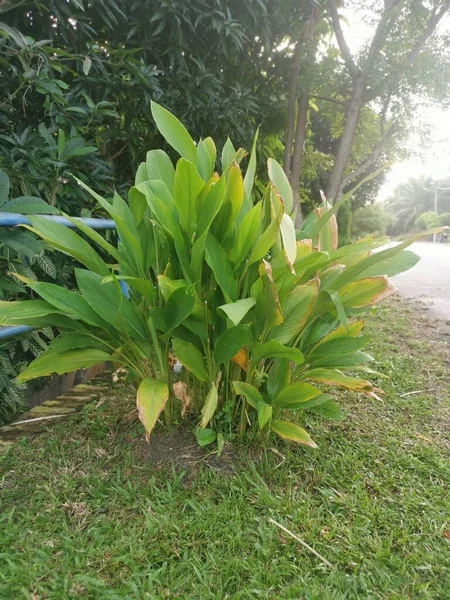 Yol Kenarında Büyüyen Curcuma Longa Bitkisi — Stok fotoğraf