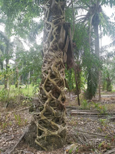 Ficus Microcarpa Ρίζα Σέρνεται Γύρω Από Τον Κορμό Παλάμης — Φωτογραφία Αρχείου