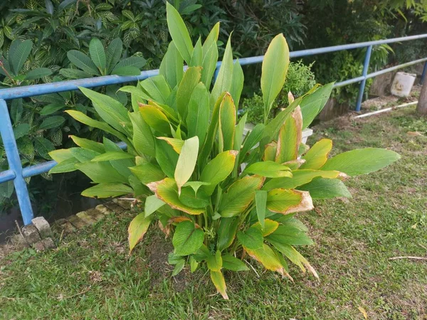 Curcuma Longa Pflanze Wächst Straßenrand — Stockfoto