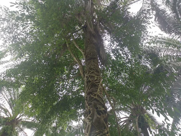 Korzeń Ficus Microcarpa Czołgający Się Wokół Pnia Palmy — Zdjęcie stockowe