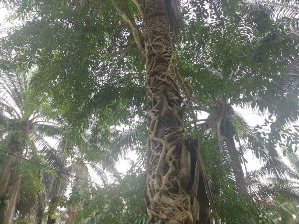 Korzeń Ficus Microcarpa Czołgający Się Wokół Pnia Palmy — Zdjęcie stockowe