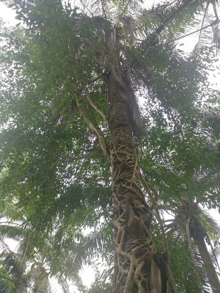Ficus Microcarpa Rastejando Torno Tronco Palma — Fotografia de Stock