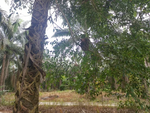 Ficus Microcarpa Ρίζα Σέρνεται Γύρω Από Τον Κορμό Παλάμης — Φωτογραφία Αρχείου