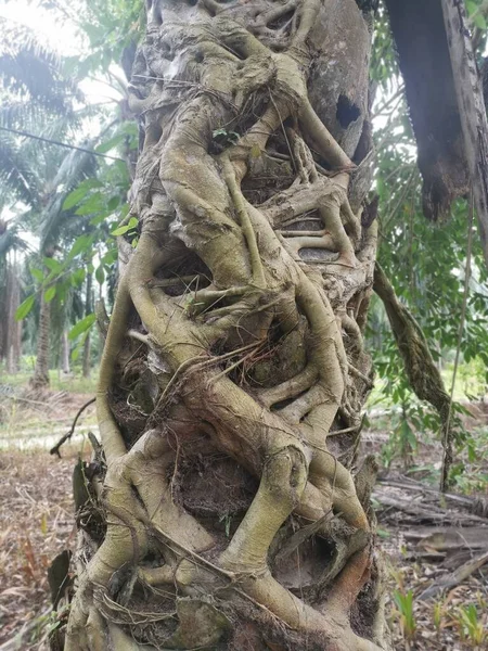 Ficus Microcarpa Rastejando Torno Tronco Palma — Fotografia de Stock