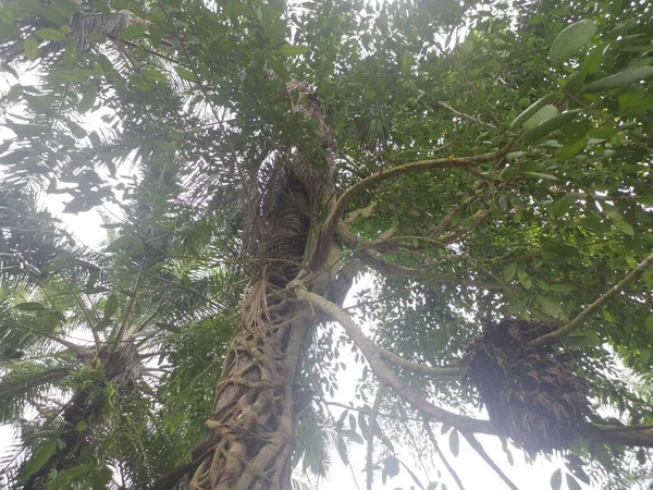 Korzeń Ficus Microcarpa Czołgający Się Wokół Pnia Palmy — Zdjęcie stockowe