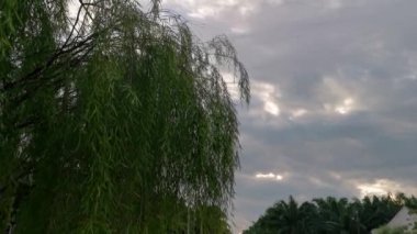 Ağlayan söğüt yaprakları kasvetli gökyüzüne karşı