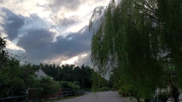 Weinende Weidenblätter Gegen Den Düsteren Himmel — Stockvideo