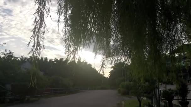 Weeping Willow Leaves Gloomy Sky — Stock Video