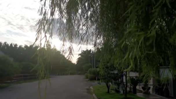 Плачущие Ивовые Листья Мрачном Небе — стоковое видео