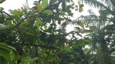 Çakıl yolu boyunca vahşi yeşil çalı yaprakları..