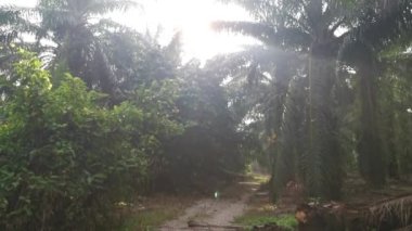 Çakıl yolu boyunca vahşi yeşil çalı yaprakları..