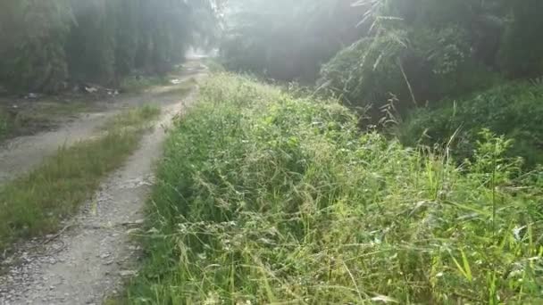 Wild Green Bushy Foliage Gravel Pathway — Stock Video