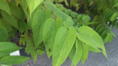 Vahşi trema oryantalis yapraklarının etrafında uçan bal arısı