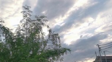 Gökyüzüne bakan yapraklı Moringa ağacına bakıyorum.