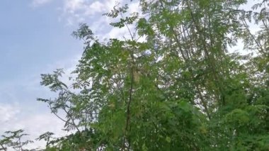Gökyüzüne bakan yapraklı Moringa ağacına bakıyorum.