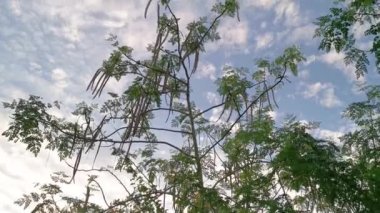 Gökyüzüne bakan yapraklı Moringa ağacına bakıyorum.