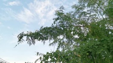 Gökyüzüne bakan yapraklı Moringa ağacına bakıyorum.