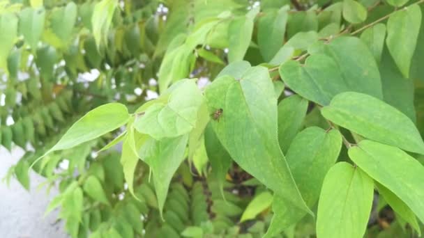 Abeille Domestique Volant Autour Des Feuilles Sauvages Trema Orientalis — Video