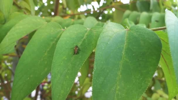 Honey Bee Flying Wild Trema Orientalis Leaves — Stock Video