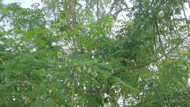 Blick Auf Den Grünen Moringa Baum Gegen Den Himmel — Stockvideo