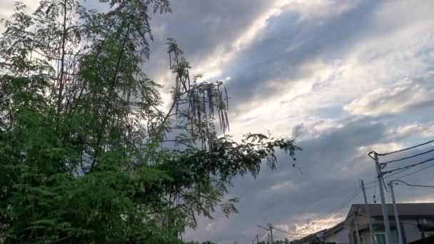 Κοιτώντας Φυλλώδες Δέντρο Moringa Ενάντια Στον Ουρανό — Αρχείο Βίντεο