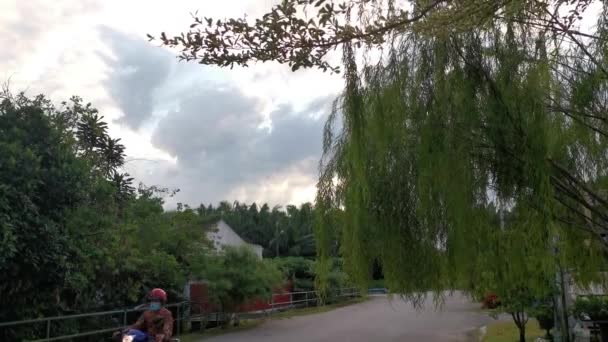 하늘을 버드나무 — 비디오
